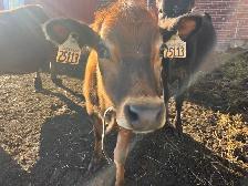 Two Jersey Heifers - Photo 5