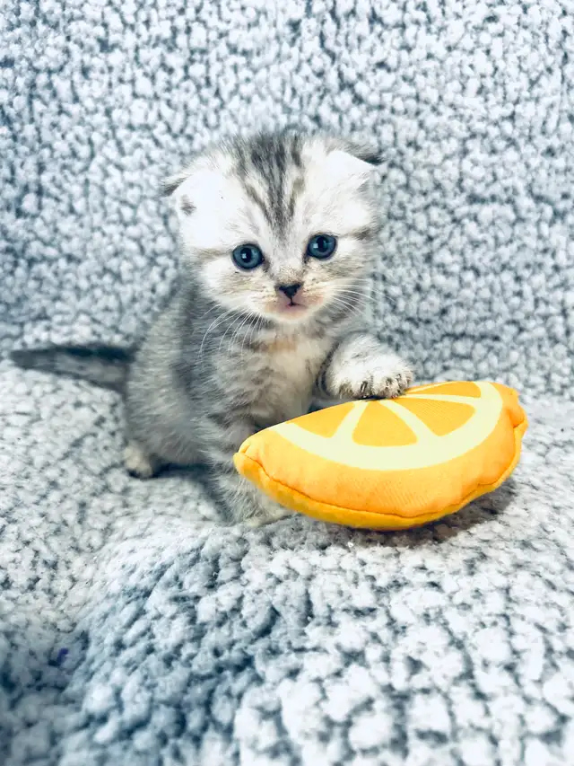 CHATONS SCOTTISH PURES RACES TOP QUALITÉ