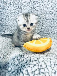 CHATONS SCOTTISH PURES RACES TOP QUALITÉ