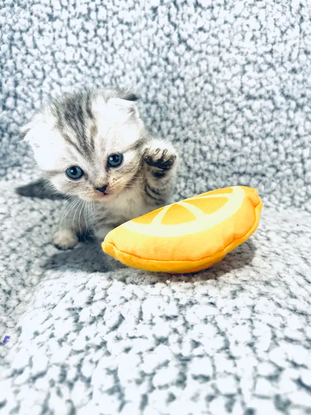 CHATONS SCOTTISH PURES RACES TOP QUALITÉ - Photo 2