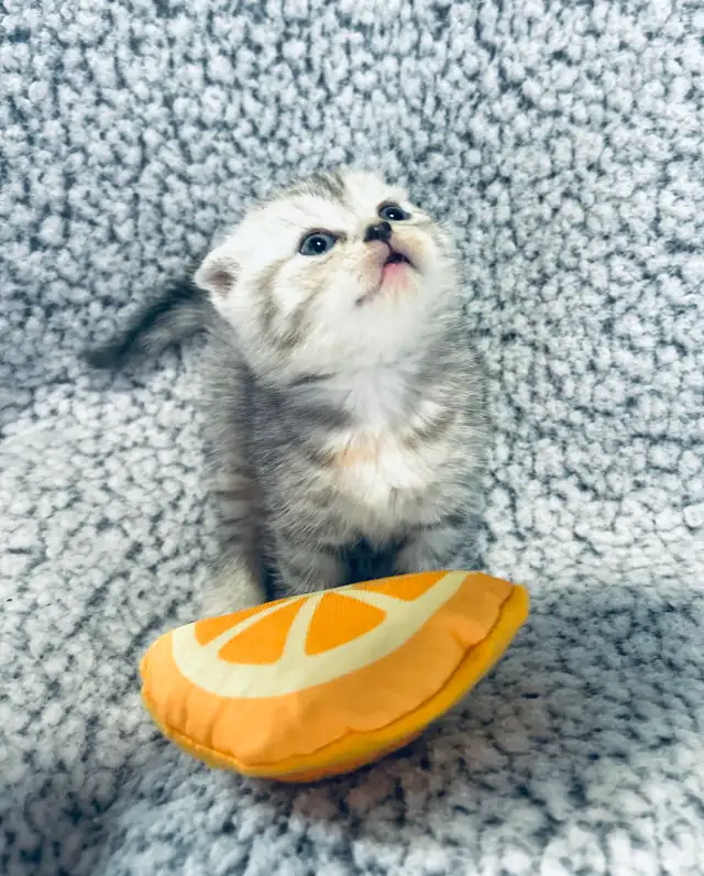 CHATONS SCOTTISH PURES RACES TOP QUALITÉ - Photo 3