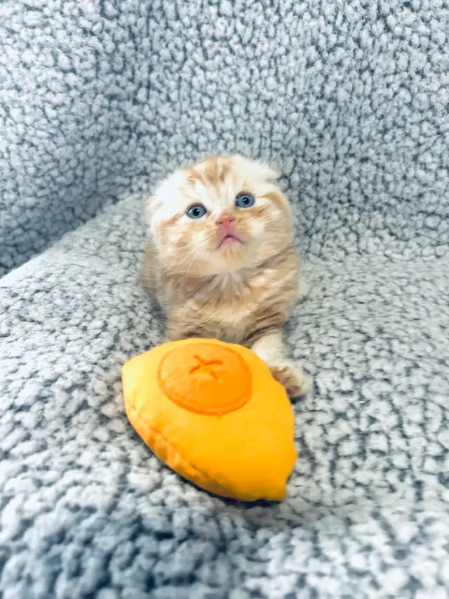 CHATONS SCOTTISH PURES RACES TOP QUALITÉ - Photo 4