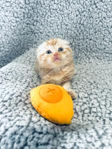 CHATONS SCOTTISH PURES RACES TOP QUALITÉ - Photo 4