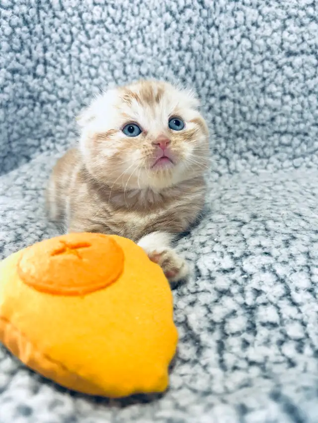 CHATONS SCOTTISH PURES RACES TOP QUALITÉ - Photo 5