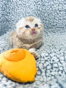 CHATONS SCOTTISH PURES RACES TOP QUALITÉ - Photo 5