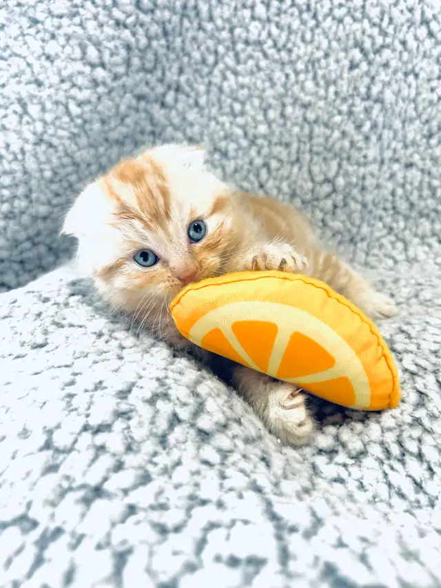 CHATONS SCOTTISH PURES RACES TOP QUALITÉ - Photo 6