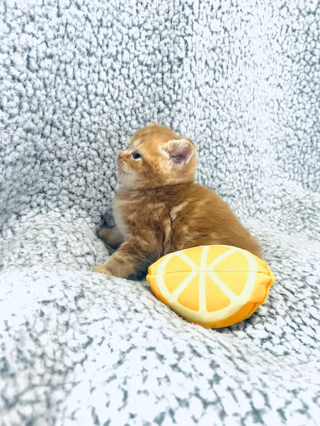 CHATONS SCOTTISH PURES RACES TOP QUALITÉ - Photo 7