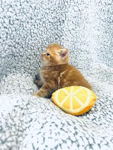 CHATONS SCOTTISH PURES RACES TOP QUALITÉ - Photo 7