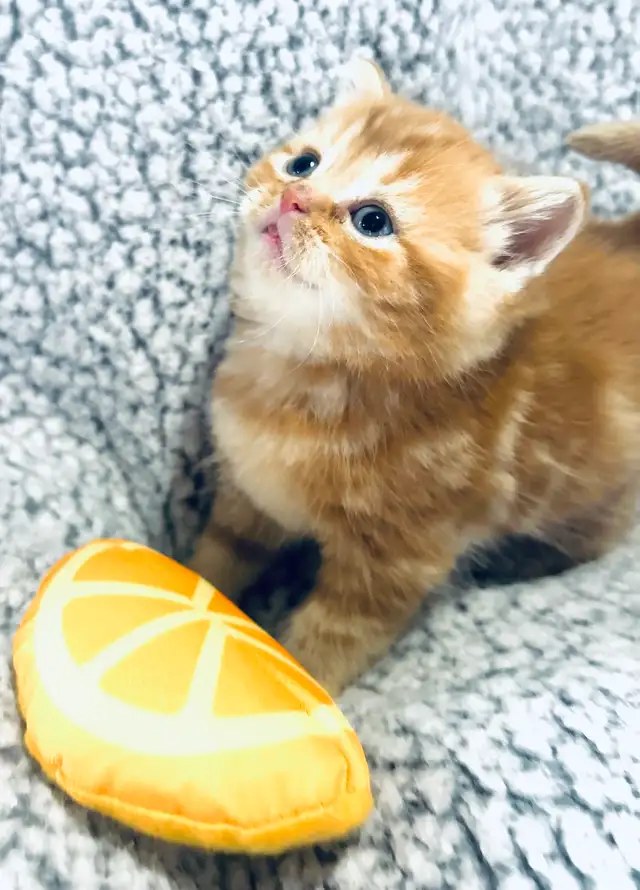 CHATONS SCOTTISH PURES RACES TOP QUALITÉ - Photo 8