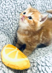 CHATONS SCOTTISH PURES RACES TOP QUALITÉ - Photo 8