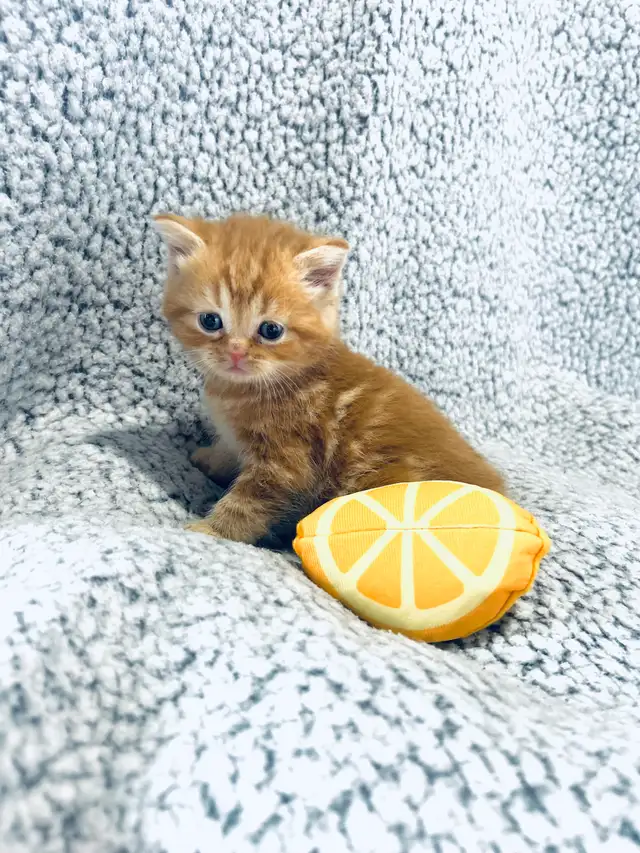 CHATONS SCOTTISH PURES RACES TOP QUALITÉ - Photo 9