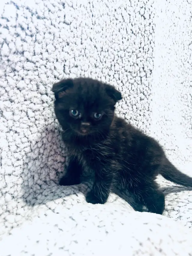 CHATONS SCOTTISH PURES RACES TOP QUALITÉ - Photo 10