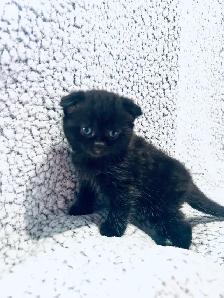 CHATONS SCOTTISH PURES RACES TOP QUALITÉ - Photo 10
