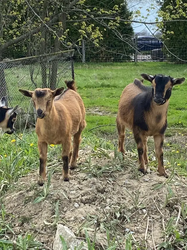 Nigerian dwarf goats