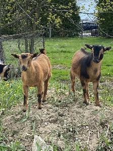 Nigerian dwarf goats