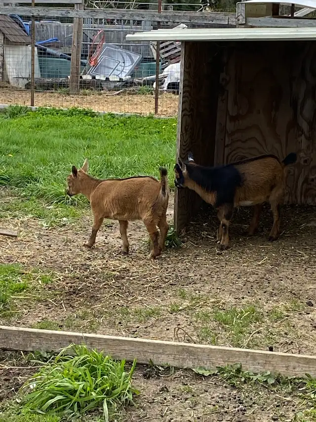 Nigerian dwarf goats - Photo 2