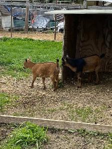 Nigerian dwarf goats - Photo 2