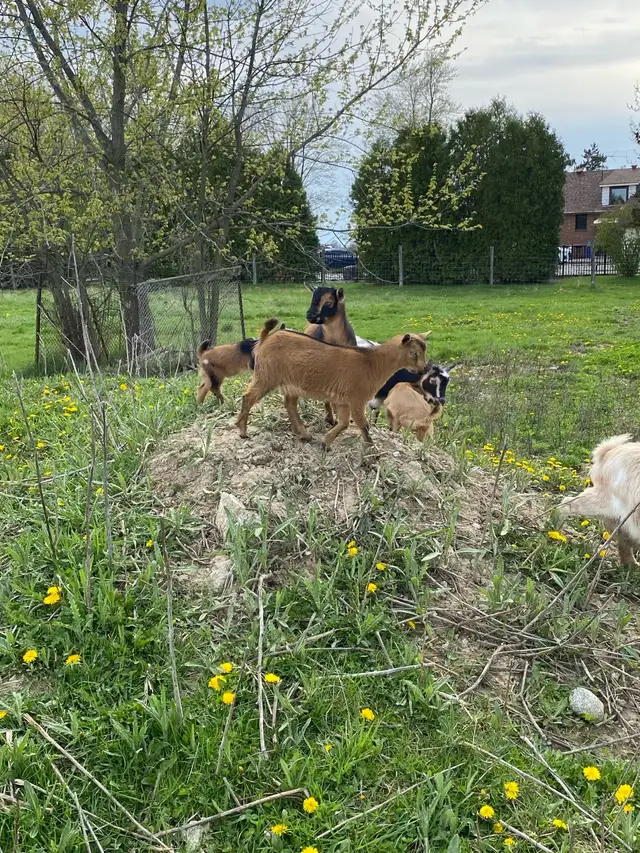 Nigerian dwarf goats - Photo 3
