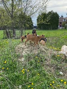 Nigerian dwarf goats - Photo 3