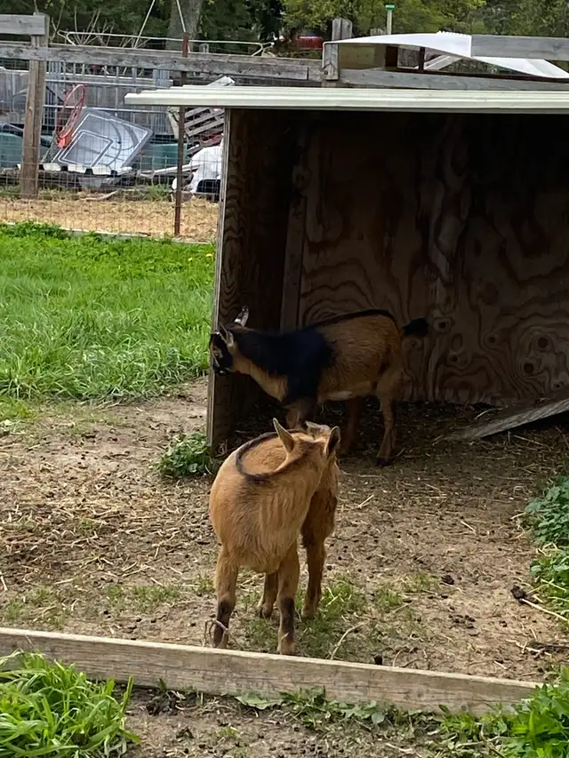 Nigerian dwarf goats - Photo 4