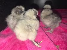2 batches of silkie chicks / trades accepted