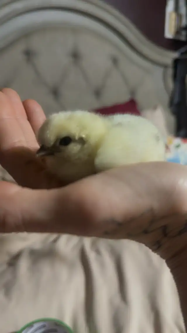 2 batches of silkie chicks / trades accepted - Photo 2