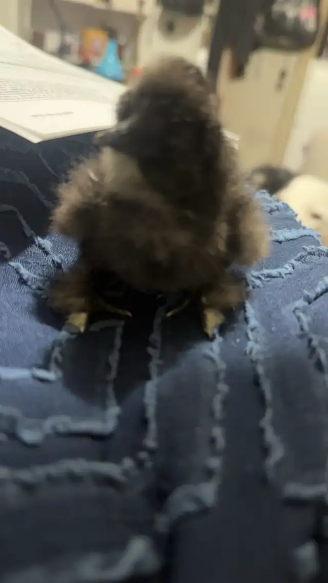 2 batches of silkie chicks / trades accepted - Photo 3
