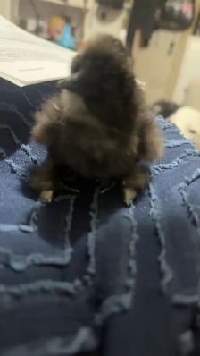 2 batches of silkie chicks / trades accepted - Photo 3
