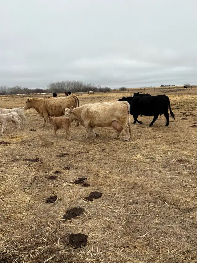 Cow / Calf Pairs - Photo 2