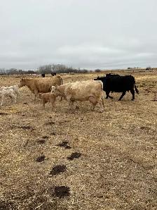 Cow / Calf Pairs - Photo 2