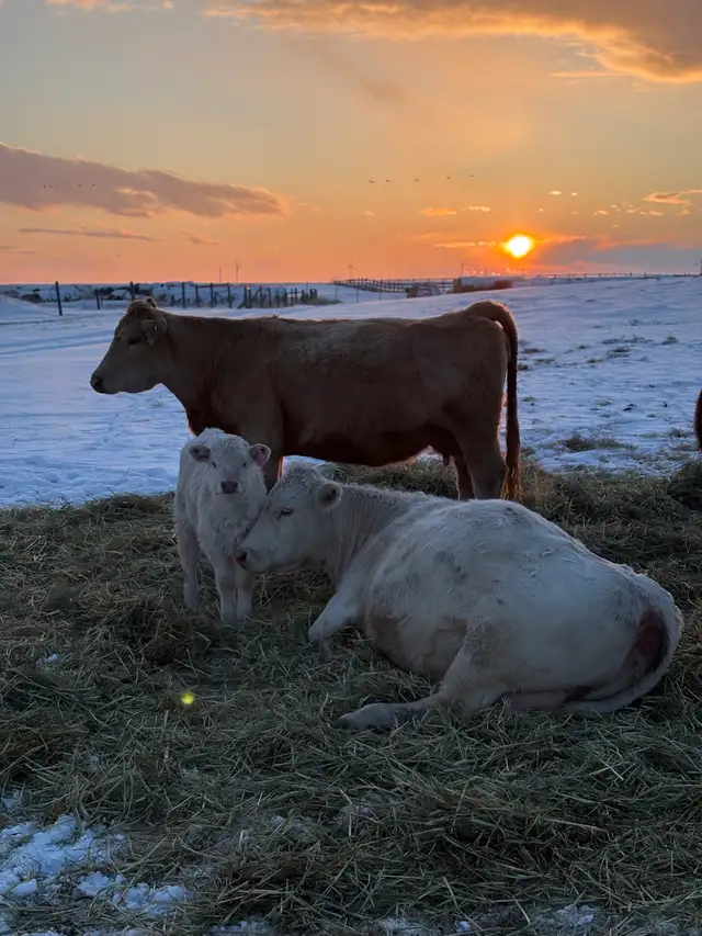 Cow / Calf Pairs - Photo 3