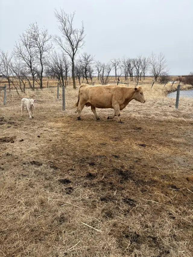 Cow / Calf Pairs - Photo 4