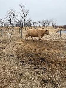 Cow / Calf Pairs - Photo 4