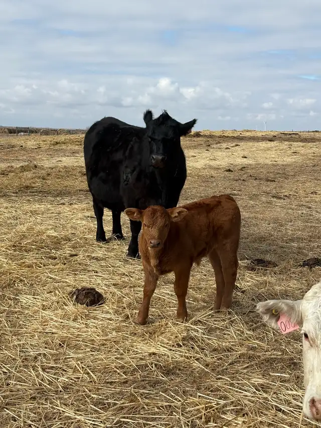 Cow / Calf Pairs - Photo 5