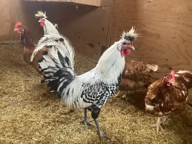 Roosters! - Photo 2
