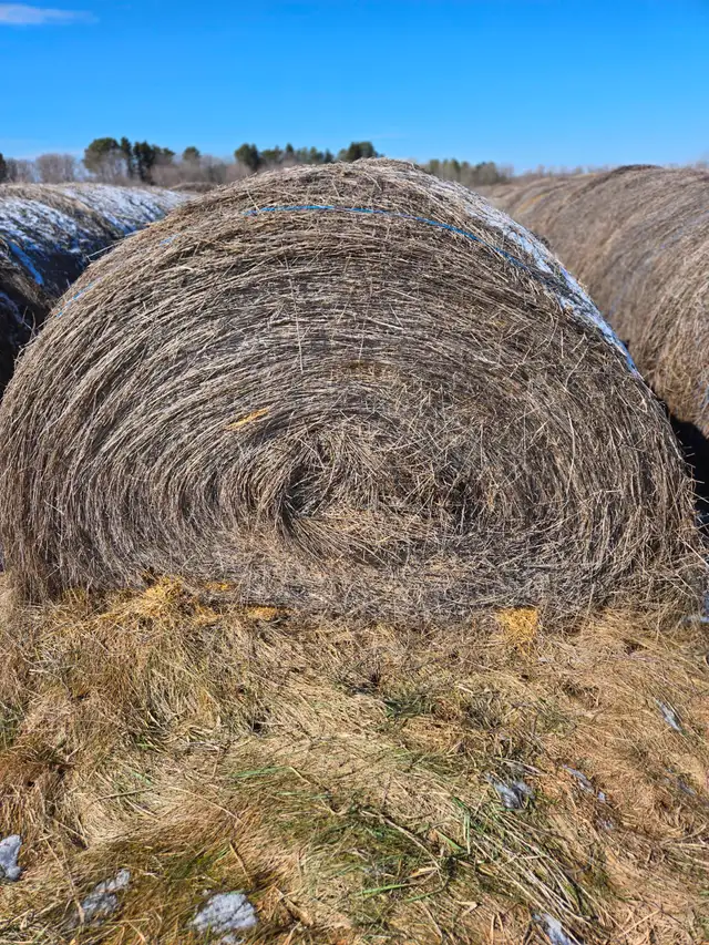 Hay for sale - Photo 3