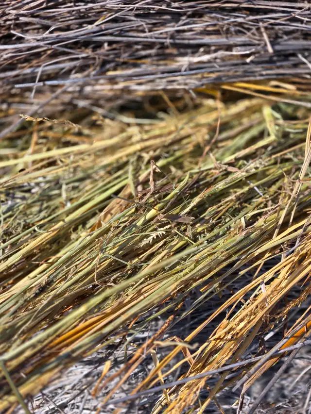 Hay for sale - Photo 4