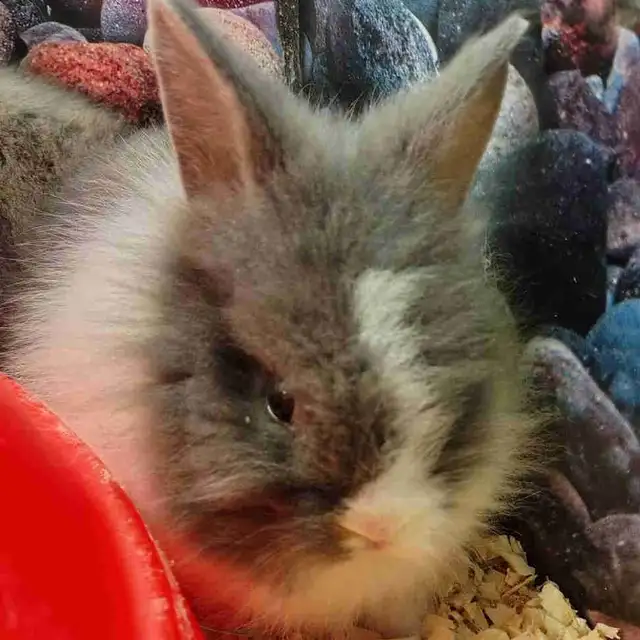 baby lionhead rabbits