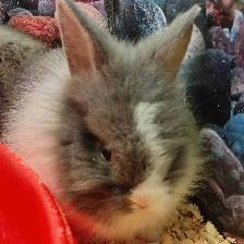 baby lionhead rabbits