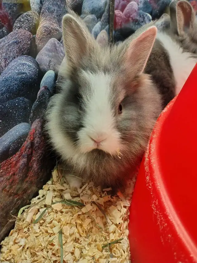baby lionhead rabbits - Photo 2