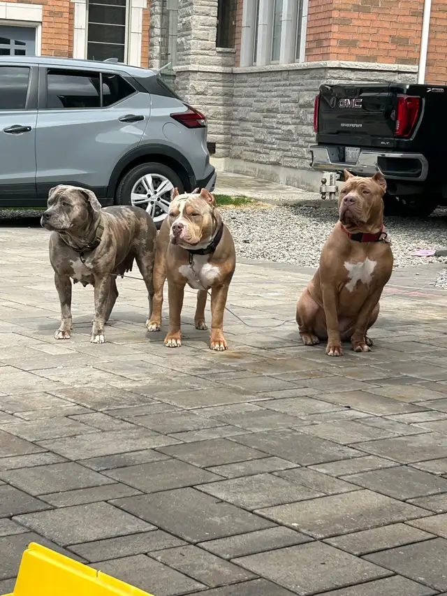 security 24-7 with dogs