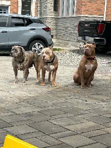 security 24-7 with dogs