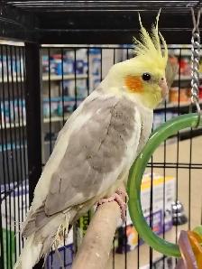 baby cockatiels - Photo 2