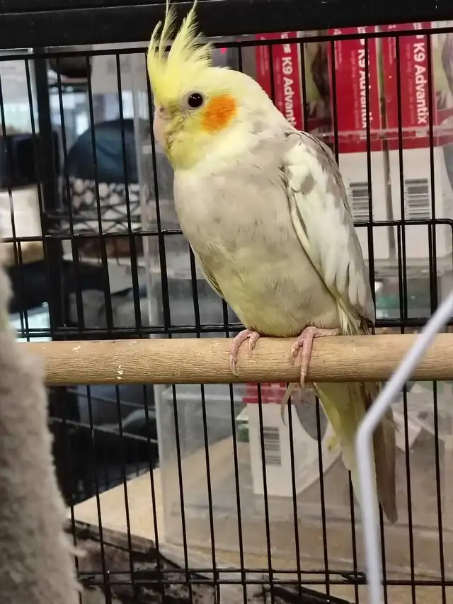 baby cockatiels - Photo 3