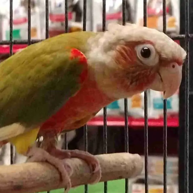 Red Factor pineapple conure