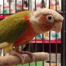 Red Factor pineapple conure