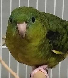 lineolated parakeet