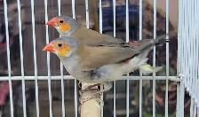 orange cheek wax Bill finches