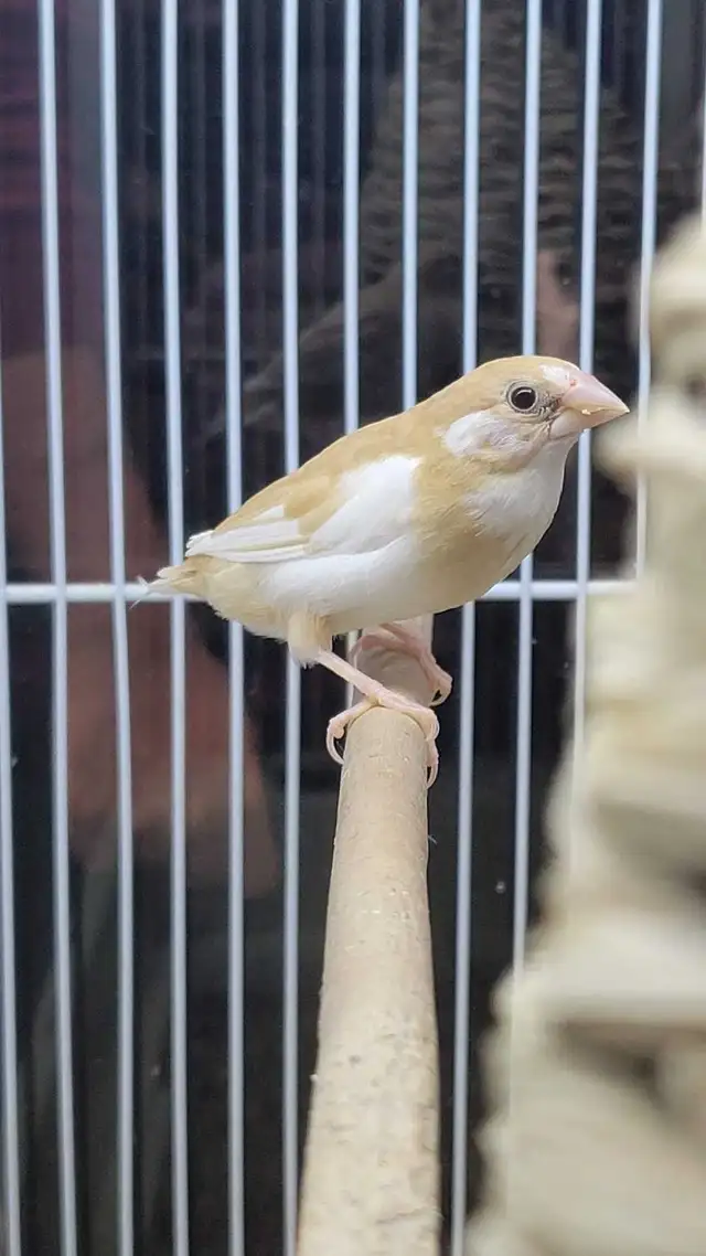 society finches - Photo 2