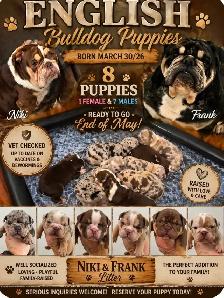 English Bulldog Puppies